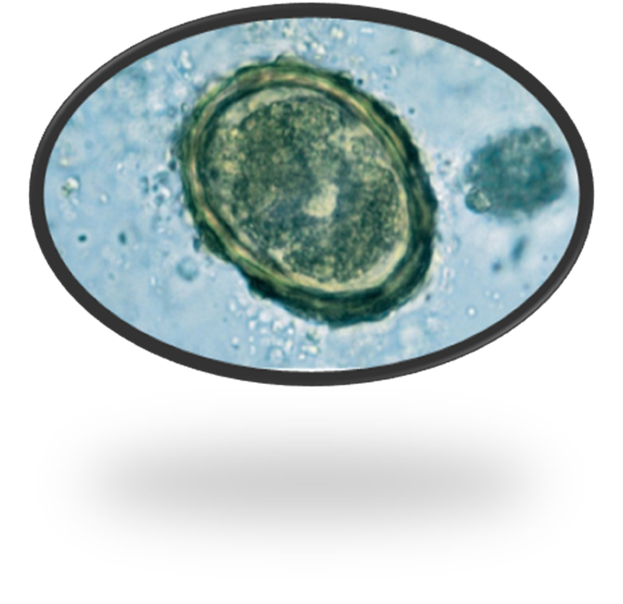 <p>This was found on a fecal floatation from a pig. What is this parasite? </p>