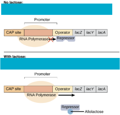 <p>Lac Operon Regulation</p>