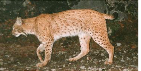 <p><span><em><u><span>Biologie</span></u></em></span></p><p class="MsoListParagraphCxSpFirst"><span><span>-</span></span><span style="font-family: "Times New Roman"; line-height: normal; font-size: 7pt;"><span>&nbsp;&nbsp;&nbsp;&nbsp;&nbsp;&nbsp; </span></span><span><em><span>Einzelgänger, territorial</span></em></span></p><p class="MsoListParagraphCxSpLast"><span><span>-</span></span><span style="font-family: "Times New Roman"; line-height: normal; font-size: 7pt;"><span>&nbsp;&nbsp;&nbsp;&nbsp;&nbsp;&nbsp; </span></span><span><em><span>Paarungszeit: Feb – April, nach Tragzeit von ca. 70 Tagen im Schnitt 2 Junge -> bleiben 9-11 Monate zusammen</span></em></span></p>