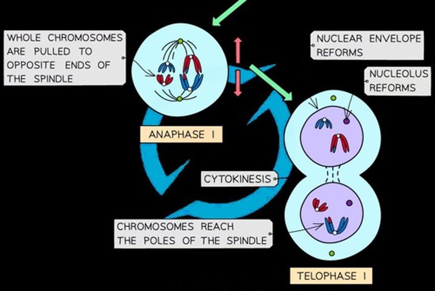 <p>Chromosomes arrive at opposite poles, spindle fibers break down, and nuclear envelopes form around the two groups of chromosomes.</p>