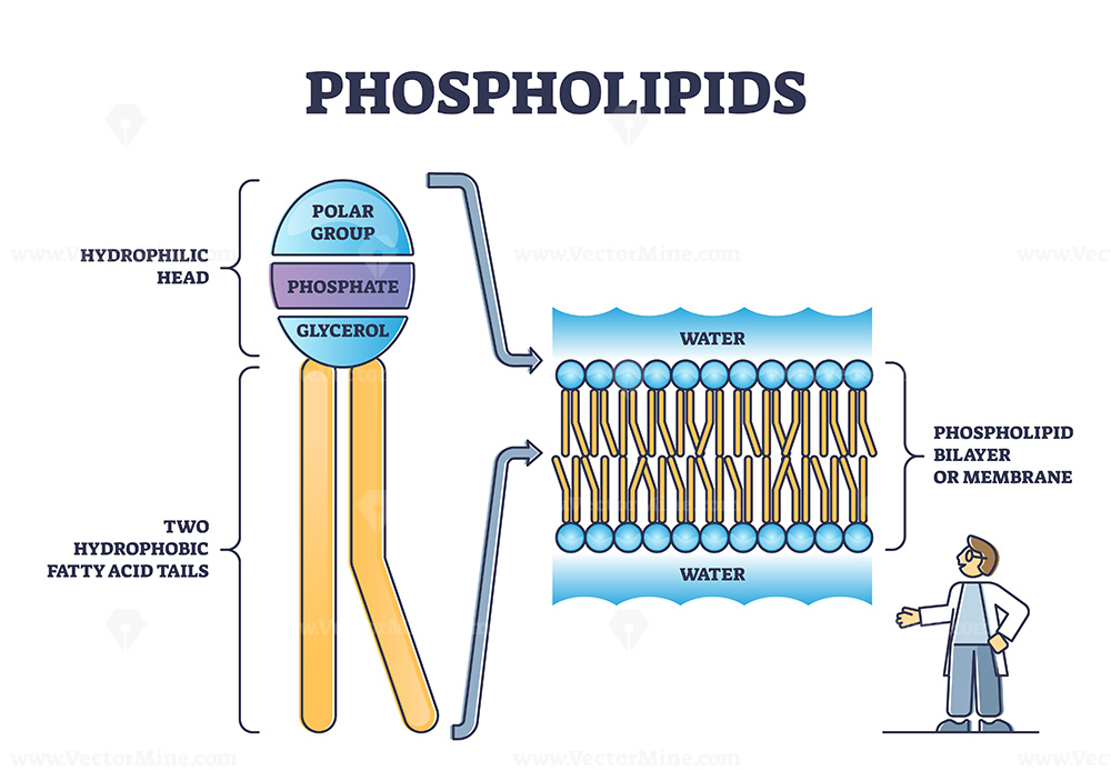 the O likes to 
water the tail doesn't. put two together and it makes a phospholipid bilayer