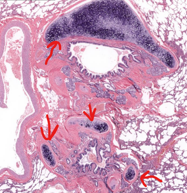<p>tissue type/structure</p>