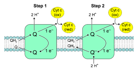 <ul><li><p><strong><em>When a reduced quinone QH2 feeds complex III,</em></strong> <span style="color: red;">two H+ are expelled</span>, <strong><mark data-color="yellow" style="background-color: yellow; color: inherit;">one electron is transferred to a cytochrome</mark>,</strong> <strong>the other electron eventually passes</strong> <strong>to another quinone</strong> <span style="color: red;">forming a quinone radical anion Q<sup>-</sup></span></p></li><li><p><strong><em>As the next QH2 feeds complex III,</em></strong> <span style="color: red;">two H+ are expelled</span>, <strong><mark data-color="yellow" style="background-color: yellow; color: inherit;">one electron is transferred to a cytochrome </mark></strong></p></li><li><p><strong>The other e- is taken up by Q<sup>-</sup> which<mark data-color="green" style="background-color: green; color: inherit;"> takes up two cytoplasmic H+ to form another QH2,</mark></strong> which can be re-used. </p></li><li><p>In this way, transport of four electrons results in export of four protons plus consumption of two further protons from the cytoplasm.  </p></li></ul><p></p>