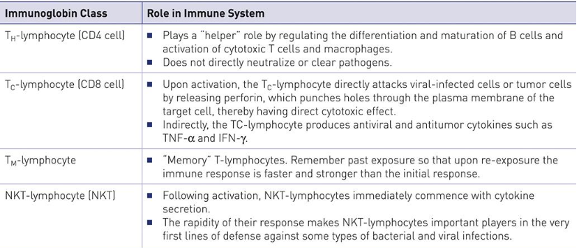 <p>mature in thymus </p>