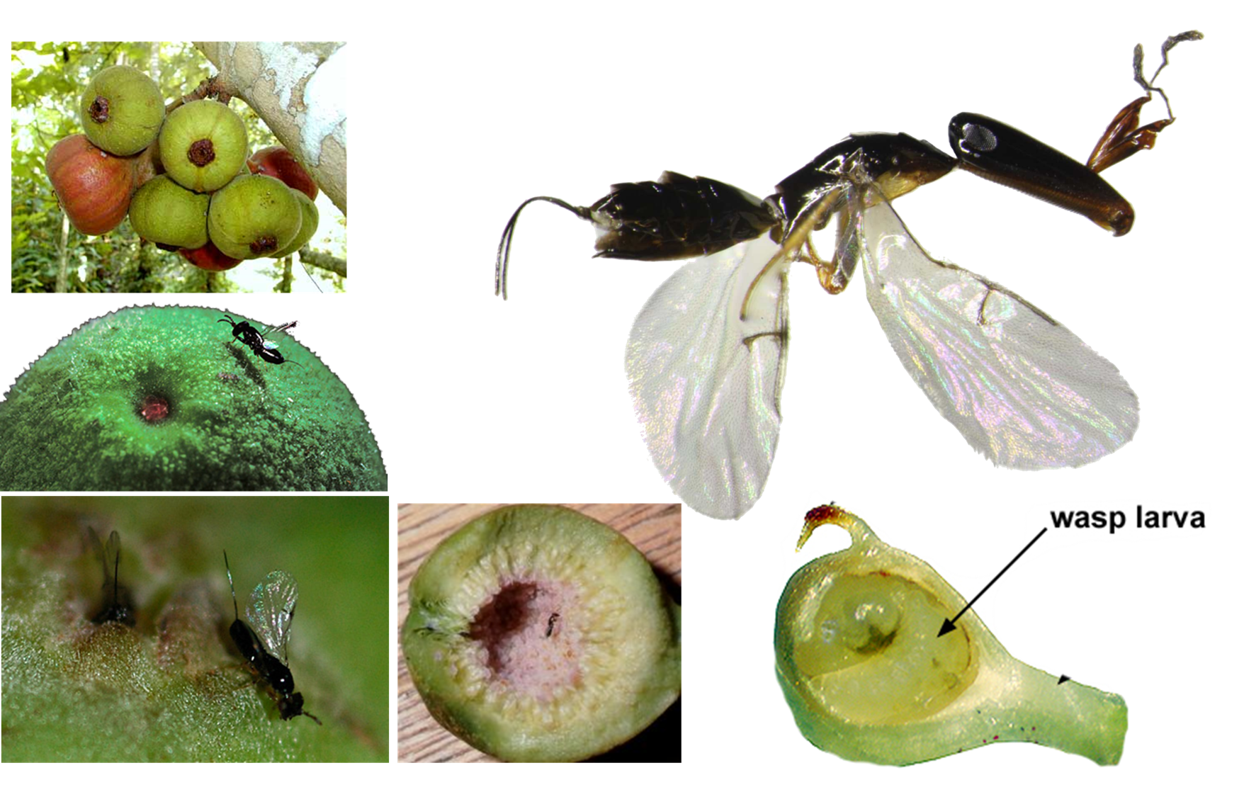 <p>Coevolution can produce extraordinary adaptations and can result in complete dependence on coevolving species on the success of both species partners. Such is the case with the fig wasp consume and spend most of their lives in figs and fig plants that rely on fig wasps to pollinate their flowers. The symbiosis between figs and fig wasps is an excellent example of a _______________________. a. hyperparasitoidism b. mutualism c. commensalism d. parasitism</p>