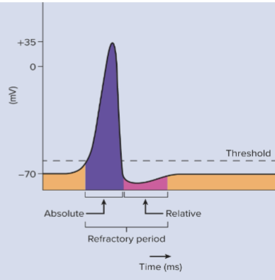 <p>follows the absolute refractory period and is the time during which a strong stimulus or stronger- than- threshold stimulus can evoke another action potential. It ends when the membrane potential has returned to the resting level</p>