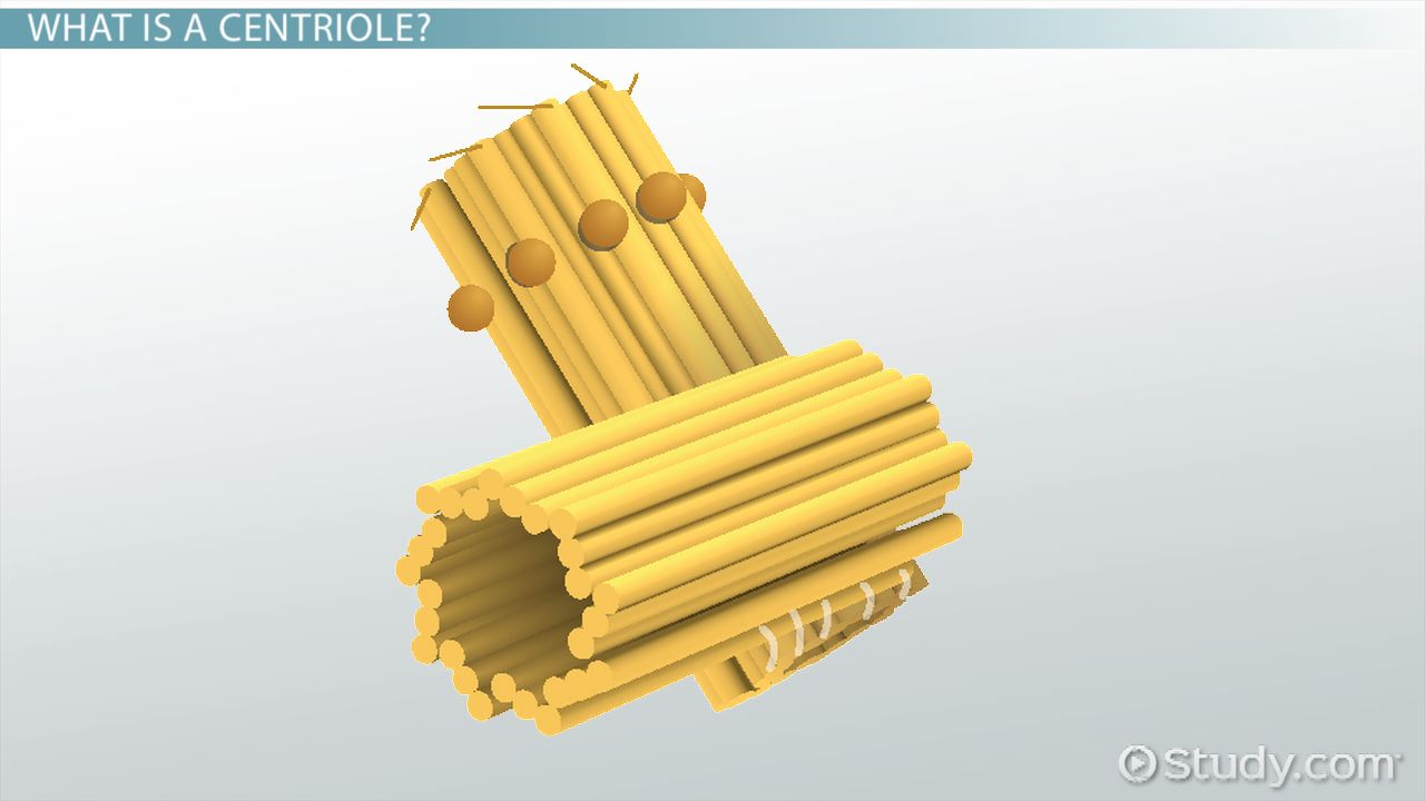 <p>Organizing microtubules that serve as the cell&apos;s skeletal system</p>