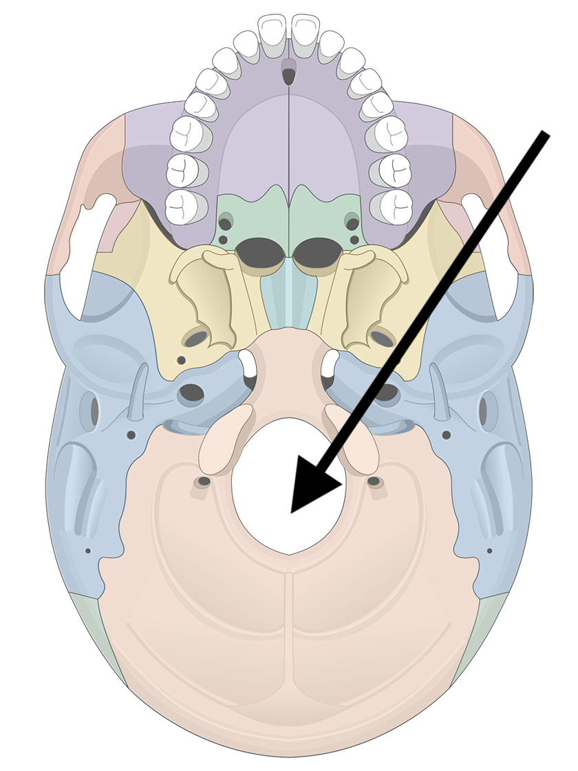 <p>Name the bone marking</p>