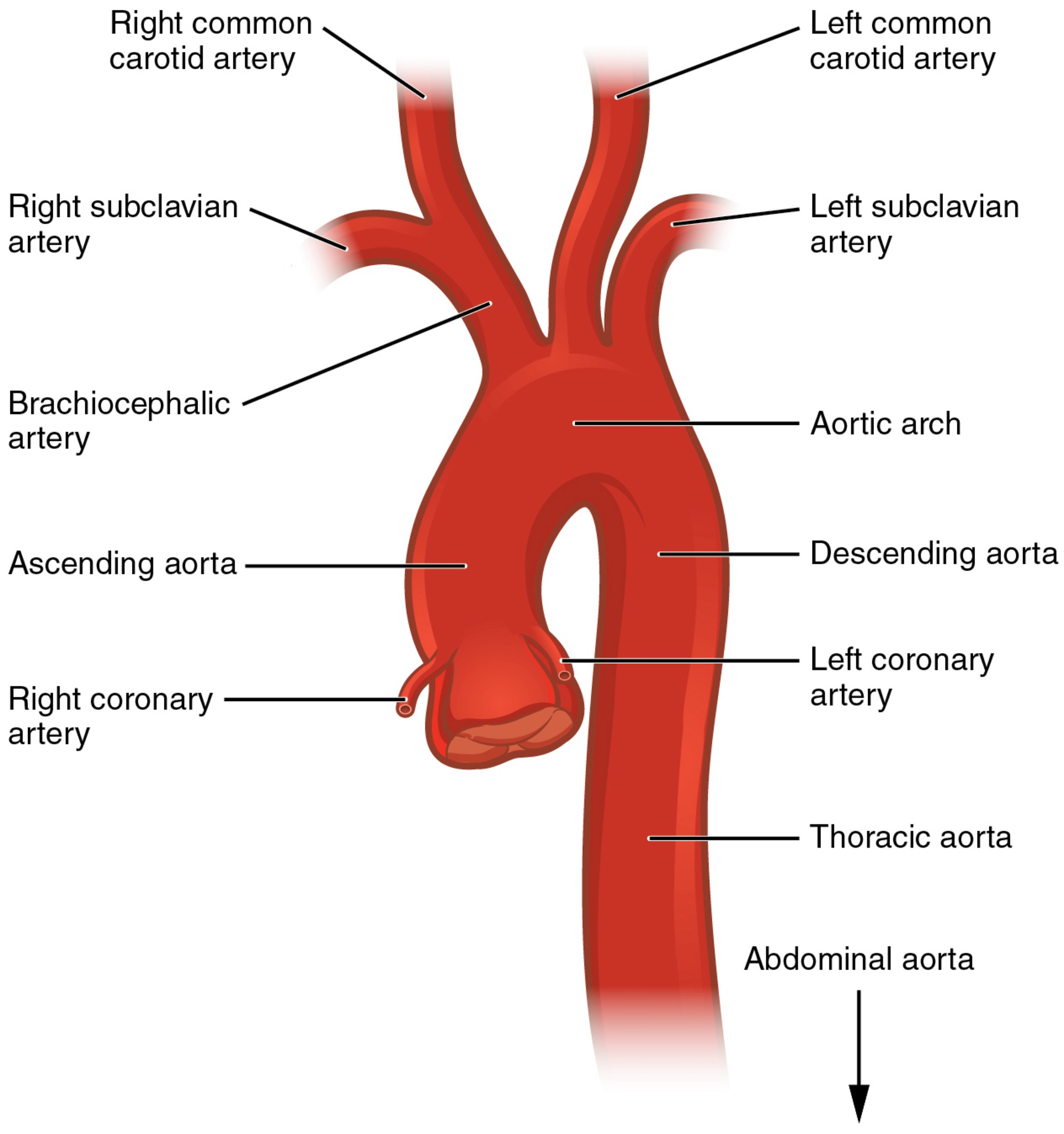 <p><span>the right; there is no corresponding artery on the left</span></p>