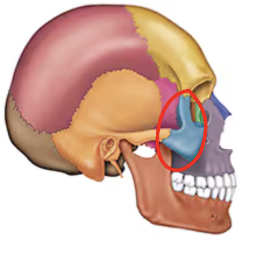 <p>Name this bone of the skull</p>
