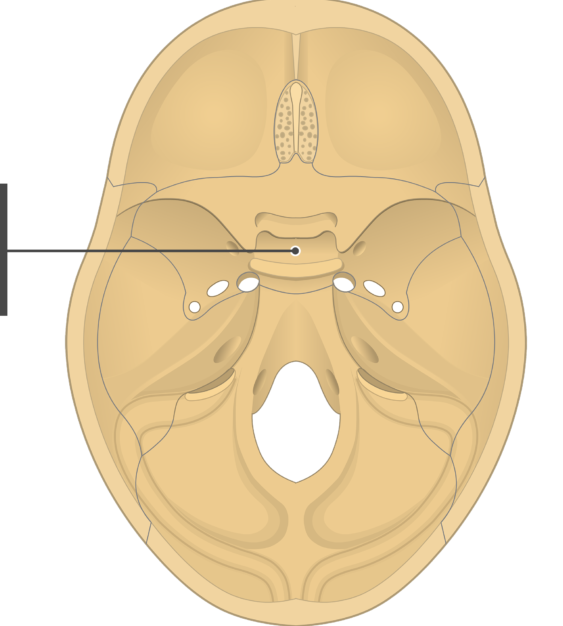 <p>An indent in the sella turcica (saddle part)</p>