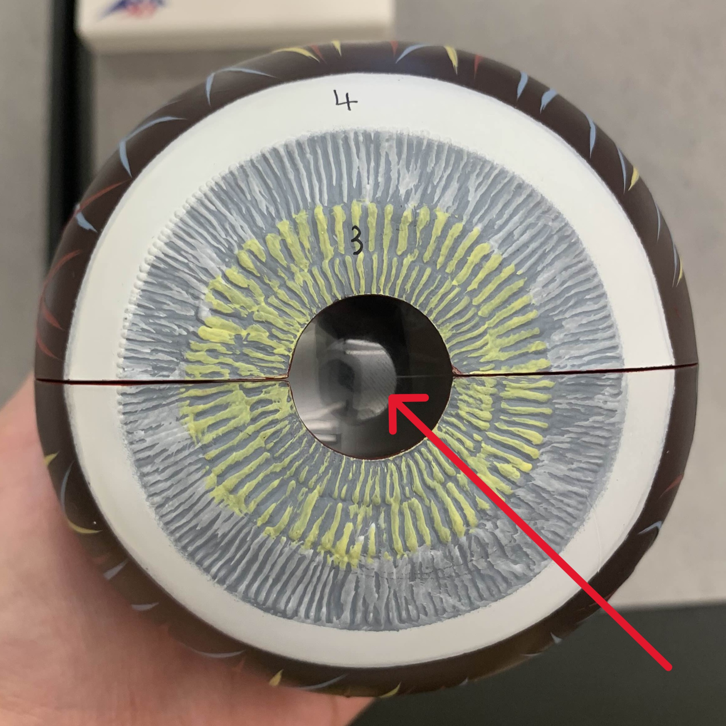 <p>Which part of the eye is:</p><ul><li><p>Hole</p></li><li><p>Center of iris</p></li></ul><p></p>
