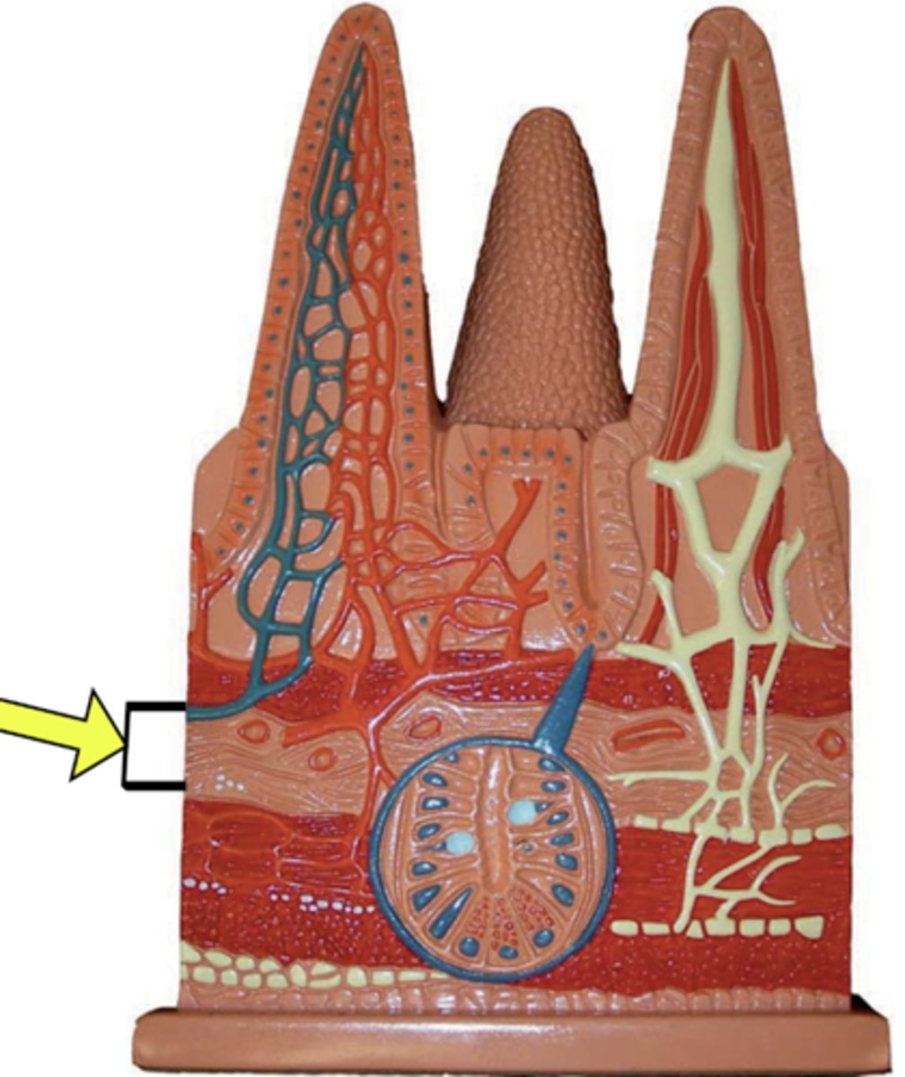 <p>Name this layer</p>