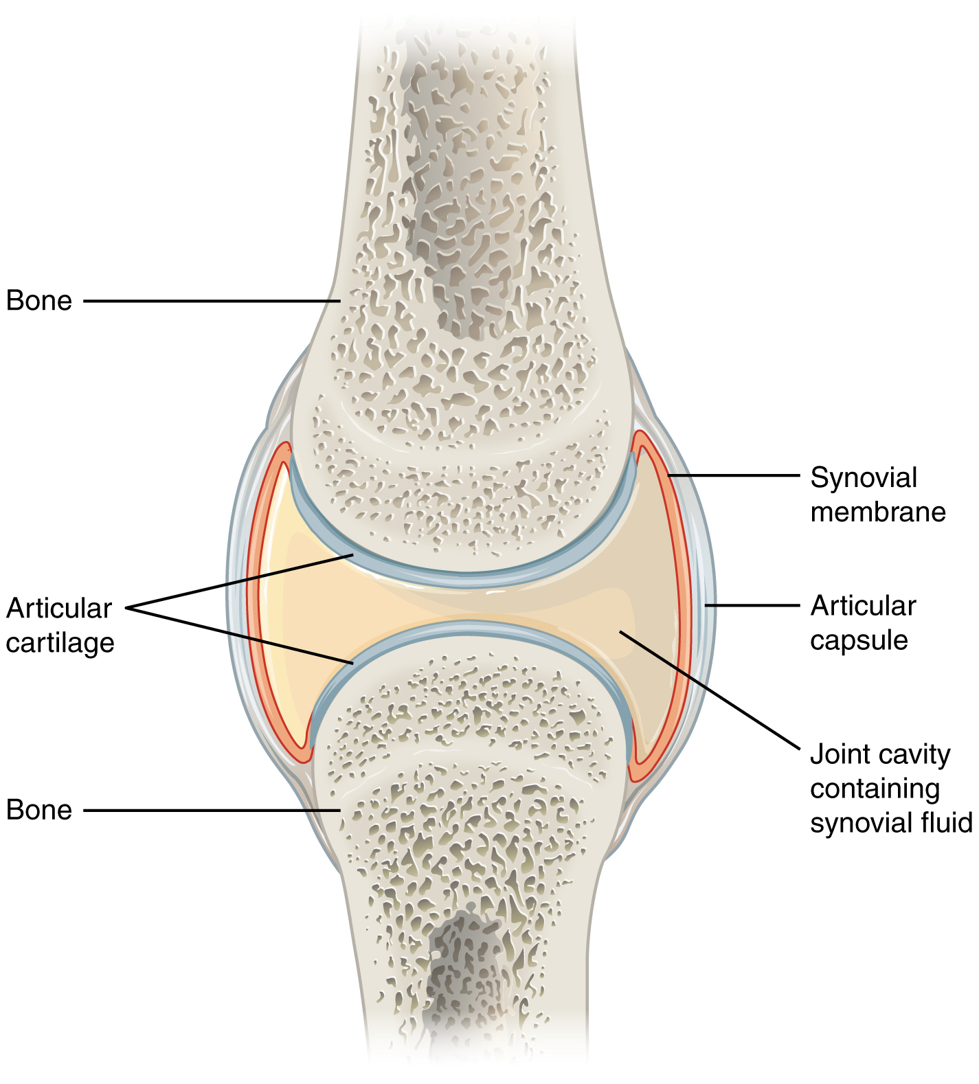 <ol><li><p>Cartilage - smooth, slightly elastic connective tissue which acts as a shock absorber and stop bones wearing on each other</p><p>Hyaline cartilage: In a synovial joint the ends of bones are covered in a smooth, shiny cartilage </p></li><li><p>Synovial fluid - fills the synovial cavity of a joint to lubricate it and nourish the cartilage like an oil to stop friction</p></li><li><p>Ligaments - provide stability, connective tissue joining bone to bone, slightly elastic to allow small movement of bones at joint</p></li><li><p>Tendons - inelastic and very strong, assist in movement by helping the muscle pull on a bone across a joint, connective tissue which attach the muscles to the bone to allow movement to occur</p></li><li><p>Bursa - small sac between tendon and bone, reduce friction between bone when movement occurs</p></li><li><p>Articular capsule - an envelope surrounding a synovial joint, ensures stability of joint and keeps it moving freely</p></li></ol>