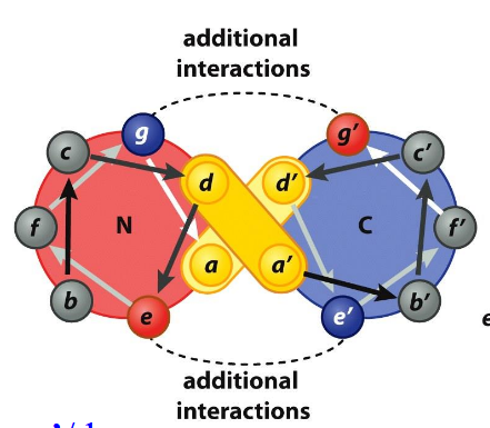 <p>a/d’ and d’/a; g/g’, e/e’</p>
