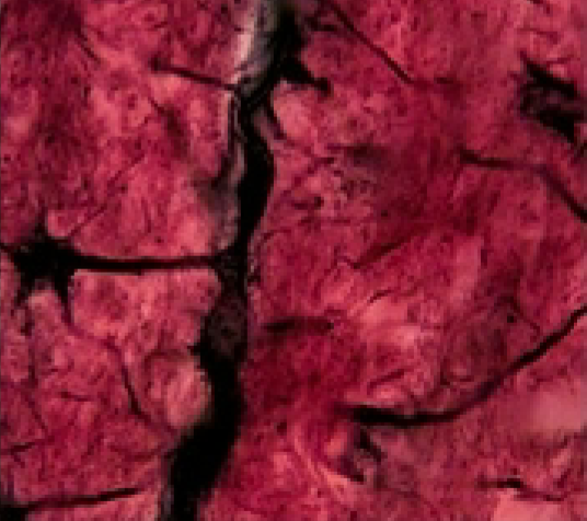 <p>Nervous Tissue: What is the function of the Neuroglia (glial cells)</p>