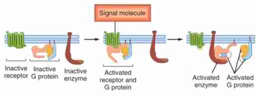 <p>This is the largest family of cell-surface receptors (>1000 members) which respond to a diverse array of signaling molecules. They are coupled or closely associated with heterotrimeric G proteins (GTP-binding protein).</p>