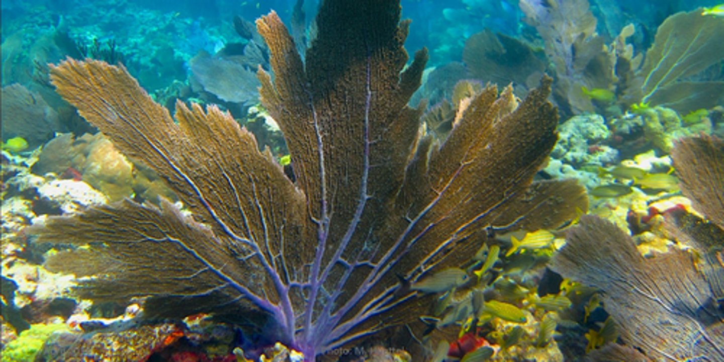 <p>common sea fan</p>