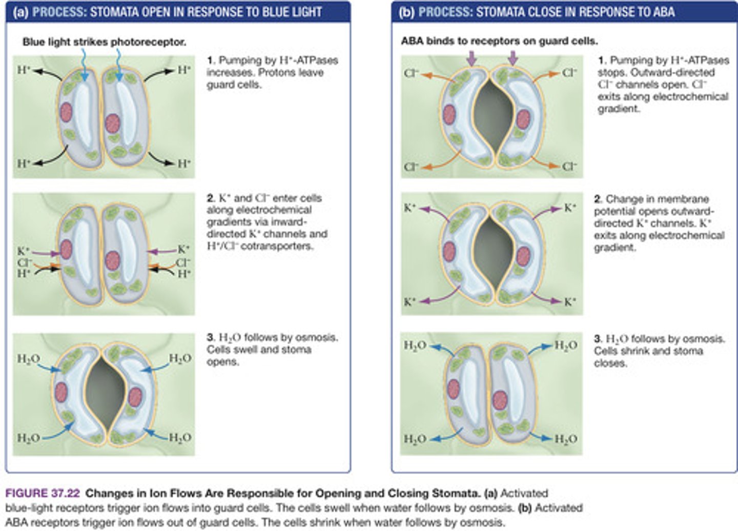 <p><b>Definition:</b> One of two specialized, crescent-shaped cells forming the border of a plant stoma. Guard cells can change shape to open or close the stoma.<br><br><b>Other:</b><br><br>- When the vacuoles of guard cells are filled with water, the cells are turgid. The shape of turgid guard cells forms an open pore between the two cells, which allows gas exchange between the atmosphere and the leaf interior. <br><br>- When vacuoles lose water and guard cells become flaccid and lack turgor, cell shape changes in a way that closes the pore and stops both gas exchange and water loss via transpiration.<br><br>- Activation of PHOT by blue light leads to water entry in the vacuoles of guard cell making them turgid, and stomatal opening; activation of ABA receptors leads to water exiting the vacuoles of guard cells making them flaccid, and stomatal closing.<br><br>- Guard-cell opening and closing is based on changes in the activity of H+-ATPases and ion transporters in the plasma membrane.<br><br>- When photoreceptors are stimulated by blue light, large numbers of protons are pumped out of each guard cell. As a result, the interior of guard cells develops a negative charge.<br><br>- increased H+-ATPase activity creates a strong electrochemical gradient that brings potassium and chloride ions into the interior of the guard cells. Water follows the incoming ions via osmosis. The cells swell and pores open.</p>