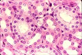 <p>Single layer of cube-like cells with large, spherical central nuclei</p><p class="p1">-Secretion and absorption</p><p class="p1">-Ducts and secretory portions of small glands; ovary surface</p>
