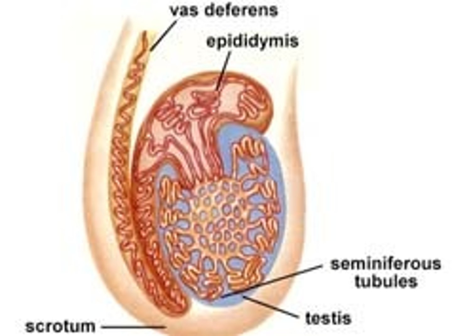 <p>These produce sperm</p><p>They are highly coiled cells</p>