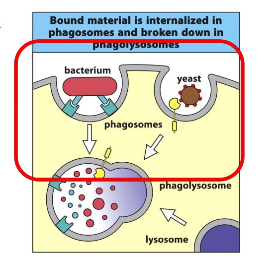 <p>A process whereby innate immune cells “eat” pathogens Used as the principle mechanism for macrophages, DC and neutrophils Involves enclosing the pathogen in a membrane-bound vesicle called a phagosome. The phagosome is then fused with other vesicles called lysosomes resulting in the exposure of the pathogen to a mileau of anti-microbial peptides and cytotoxic enzymes This fused vesicle is known as a phagolysosome</p>