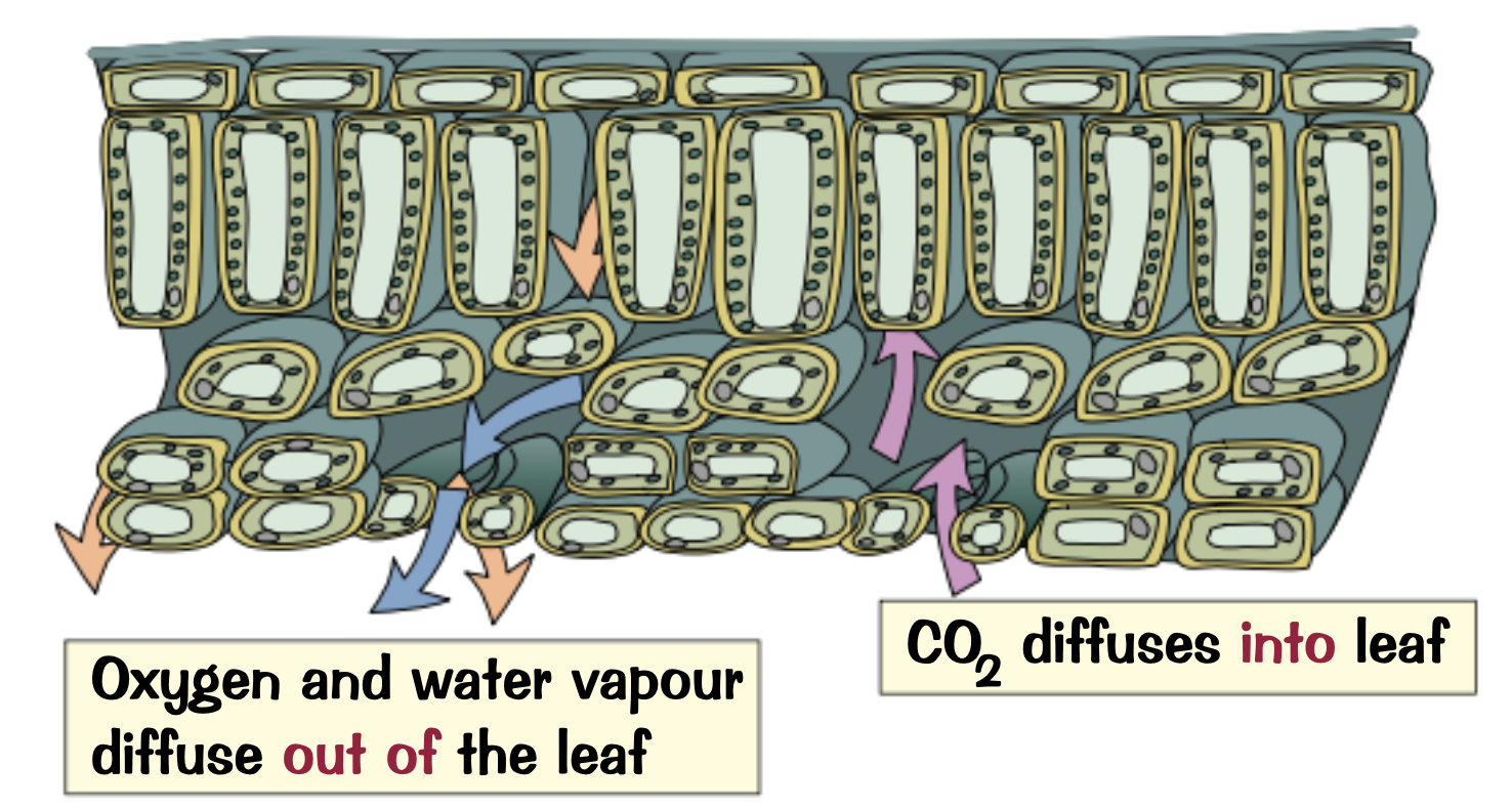 <p>Oxygen and water vapour because they are the products of photosynthesis</p>