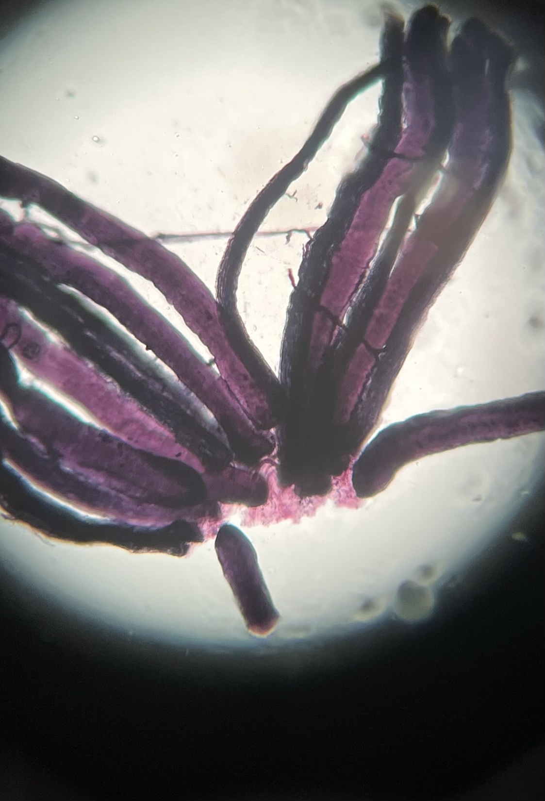 <p>Name the cell</p>