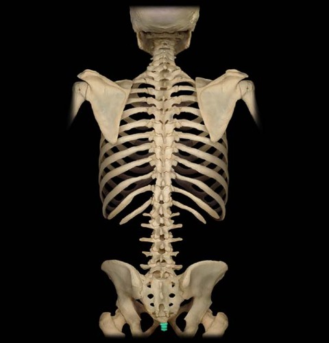 Coccyx