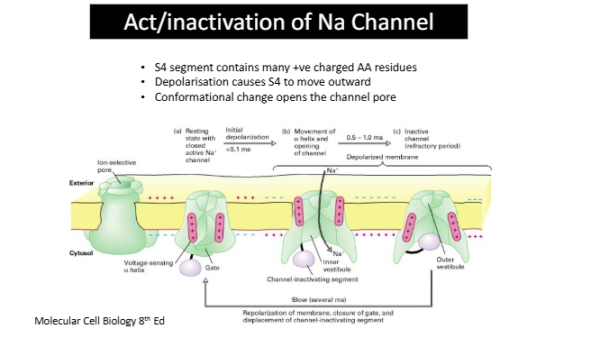 <ul><li><p>Inactivation sequence: ball hanging off end of terminus</p></li><li><p>inactivation sequence swings into pore + blocks channel </p></li><li><p>even with voltage signal (during depolarisation), current not passing through channel due to this blockage</p></li><li><p>allows for Na channels to inactivate very quickly </p></li></ul><p></p>