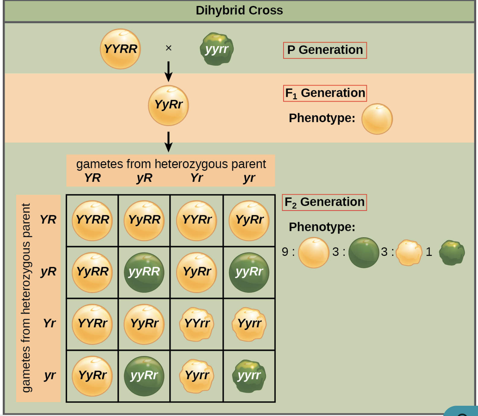 <p><span><span>result of a cross between two true-breeding parents that express different traits for two characteristics</span></span></p><ul><li><p><span><span>genetic cross between two individuals that are </span></span><strong>heterozygous for two different traits</strong><span><span>.</span></span></p></li><li><p><span><span>It’s used to study how </span></span><strong>two genes</strong><span><span> are inherited </span></span><strong>together</strong><span><span> and to show that each trait is </span></span><strong>passed on independently</strong><span><span>(following Mendel’s </span></span><strong>Law of Independent Assortment</strong><span><span>) .</span></span></p></li><li><p><span><span>helps predict how </span></span><strong>two traits</strong><span><span> appear in offspring at the same time.</span></span></p></li></ul><p><span><span>It predicts </span></span><strong>how two genes</strong><span><span> are passed to offspring, creating a </span></span><strong>9:3:3:1</strong><span><span> pattern of traits.</span></span></p>