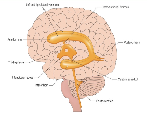 <p>d) 3rd + 4th ventricles</p>