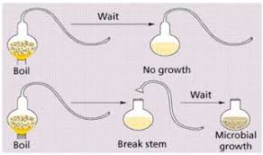 <ul><li><p>1850s-60s</p></li><li><p><strong>Broth </strong>experiment with Swan Neck Flask</p></li><li><p>Organisms were only at the end of the flasks</p></li><li><p><strong>Disproved </strong>spontaneous generation</p></li></ul><p></p>