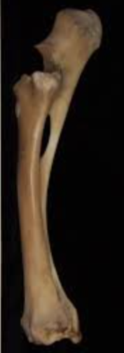 <p>ulna is extremely slender and not necessarily fused with radius </p>