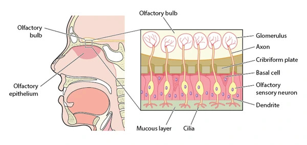 <p>Without holes, it would be much tougher for nerves from the olfactory bulb to connect to the olfactory epithelium. Without these nerve receptors present, the sense of smell would be impaired.</p>