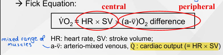 <ol><li><p><span style="color: yellow;"><strong>Cardiac strucutre and function</strong></span></p></li><li><p><span style="color: yellow;"><strong>Blood (plasma) vol </strong></span>- widen heart</p></li><li><p><span style="color: yellow;"><strong>Blood flow/distribution</strong></span> - in active muscles</p></li><li><p><span style="color: yellow;"><strong>o2 Extraction</strong></span> - arterio venous difference</p></li></ol><p></p><ul><li><p>Peripheral - what’s been taken up by the muscle</p></li></ul><p></p><p></p>