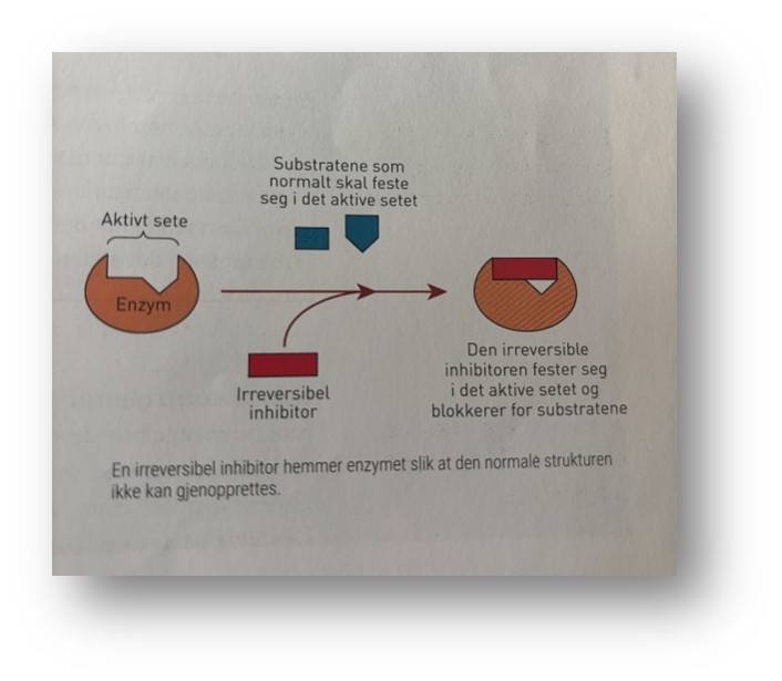 <p>Inhibitorer, hemmere, kan påvirke enzymer på to forskjellige måter: en irreversibel måte (kan ikke snus), og en reversibel måte (kan snus). Ved en irreversibel inhibering blir strukturen i enzymet ødelagt og kan ikke gjenopprettes. Eksempler på inhibitorer som virker irreversibelt, er plantevernmidler som sprøytes på matplanter for å drepe insekter, cyanid som gir livstruende forgiftning, og nervegasser som blir brukt ved biologisk krigføring.</p><p>Reversible inhibitorer deler vi inn i konkurrerende og ikke-konkurrerende</p><p class="MsoNormal">De konkurrerende inhibitorene kan blokkere det aktive setet slik at substratet ikke kan feste seg. Men inhibitorene kan løsne, og da kan noen substratmolekyler feste seg dersom vi øker substratmengden kraftig.</p><p class="MsoNormal">De ikke-konkureredene inhibitorene binder seg ikke i de aktive setene, men andre steder på enzymet, i de allo-steriske setene. Da endrer enzymet form og blir mindre aktivt fordi substratet kan ha vanskeligere f0rå feste seg i det aktive setet. Et eksempel: ved celleåndingen blir det produsert mye ATP. ATP virker tilbake på celleåndingsenzymene ved å feste se i allestoriske seter hos flere av disse enzymene, og da bremses celleåndingen opp.</p>