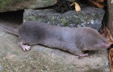 <p>northern short-tailed shrew</p>