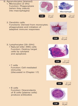 <ul><li><p>these also have granules in their cytoplasm which are visible under a light microscope</p></li><li><p>monocytes and lymphocytes</p><p></p></li></ul><p></p>