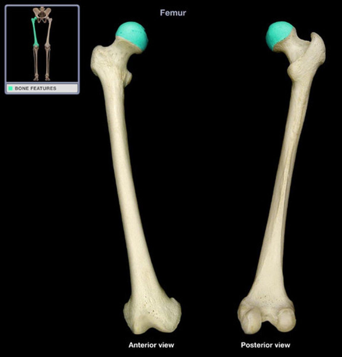 <p>articulates with the acetabulum</p>