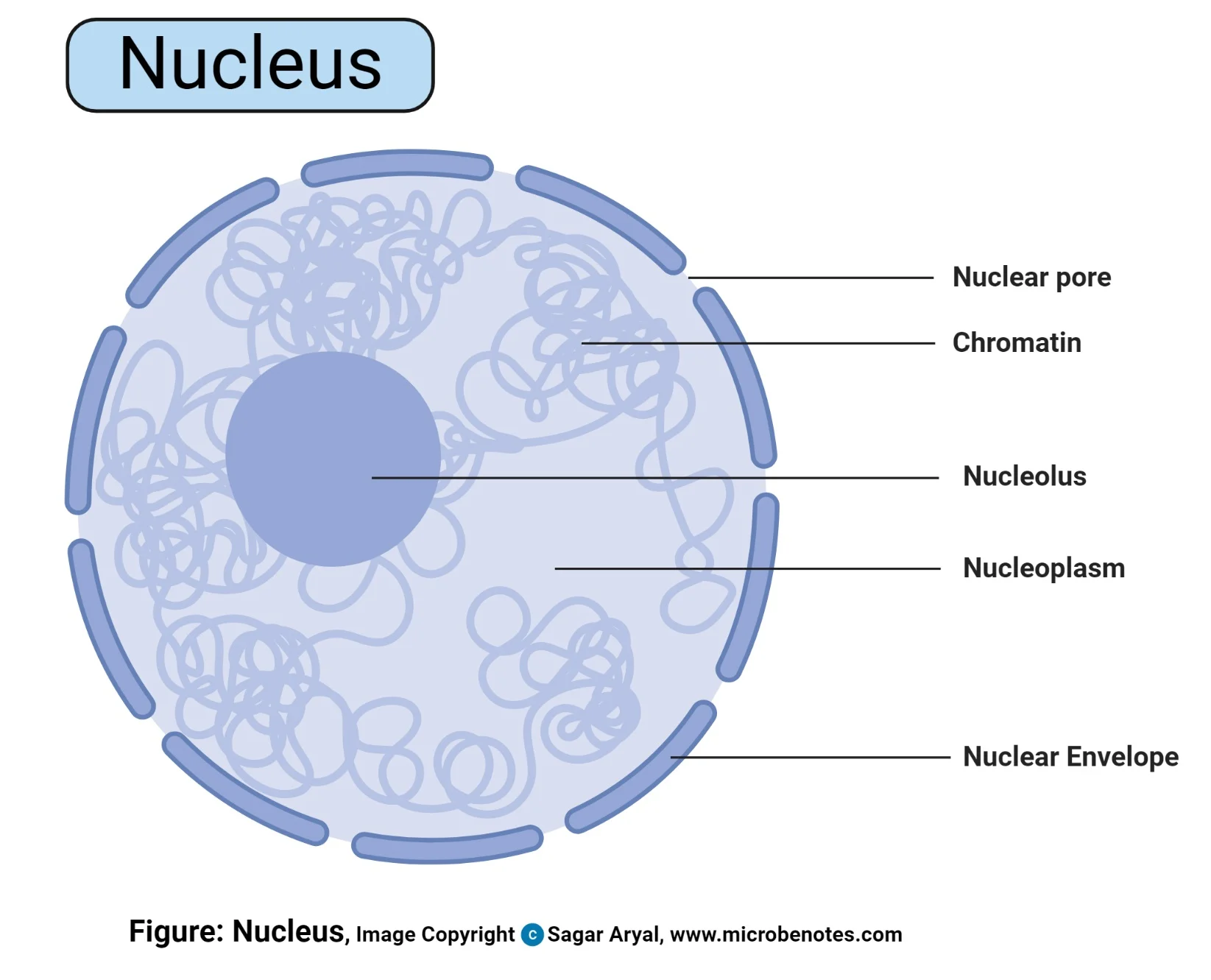 <p>A porous membrane containing DNA and chromatin, also containing the small round nucleolus.&nbsp;Image of nucleus only.</p>