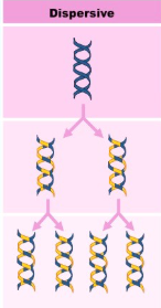 <p>Dispersive (Replication) </p>