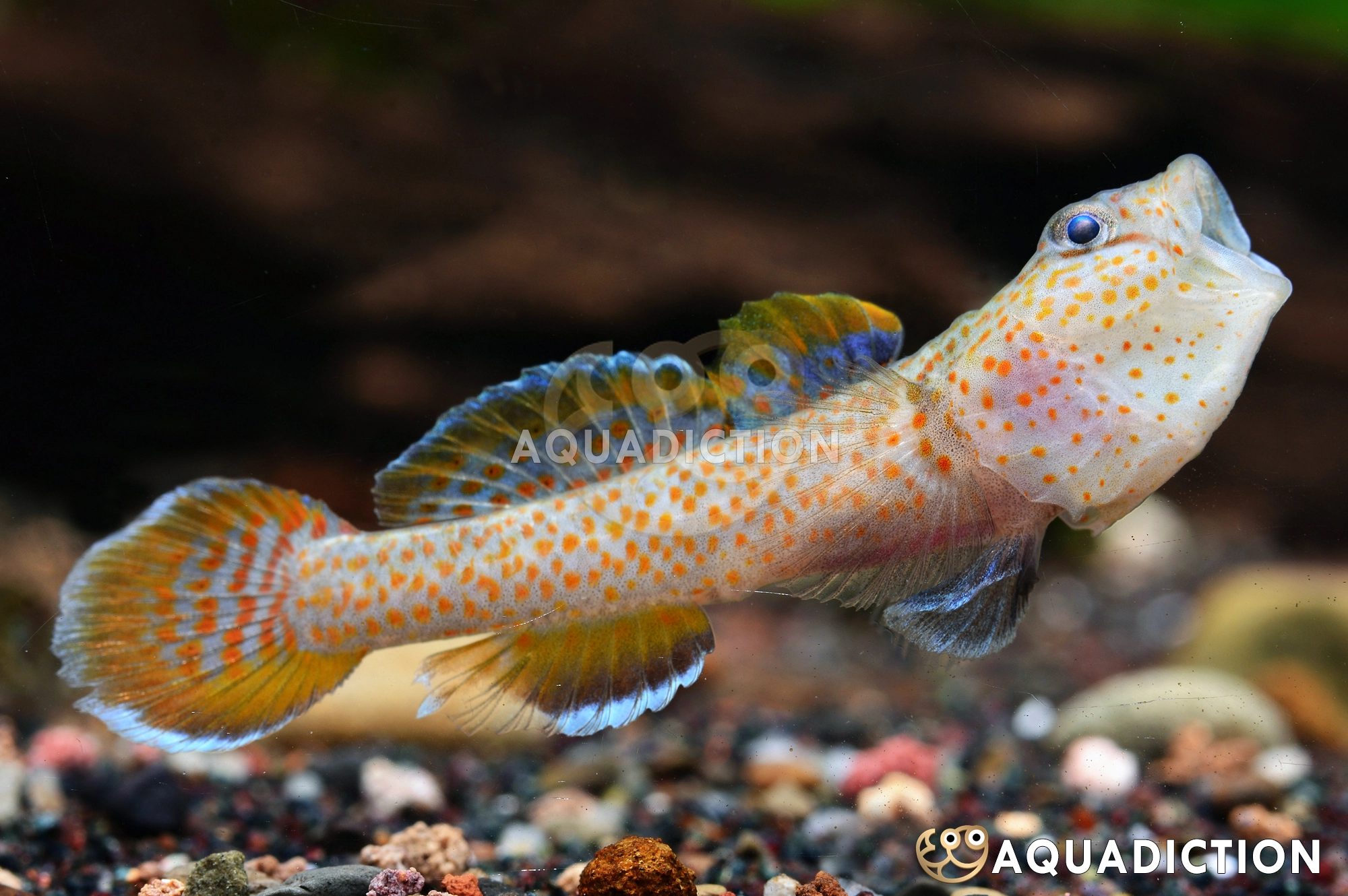 <p>What type of fish is shown in the picture?</p>