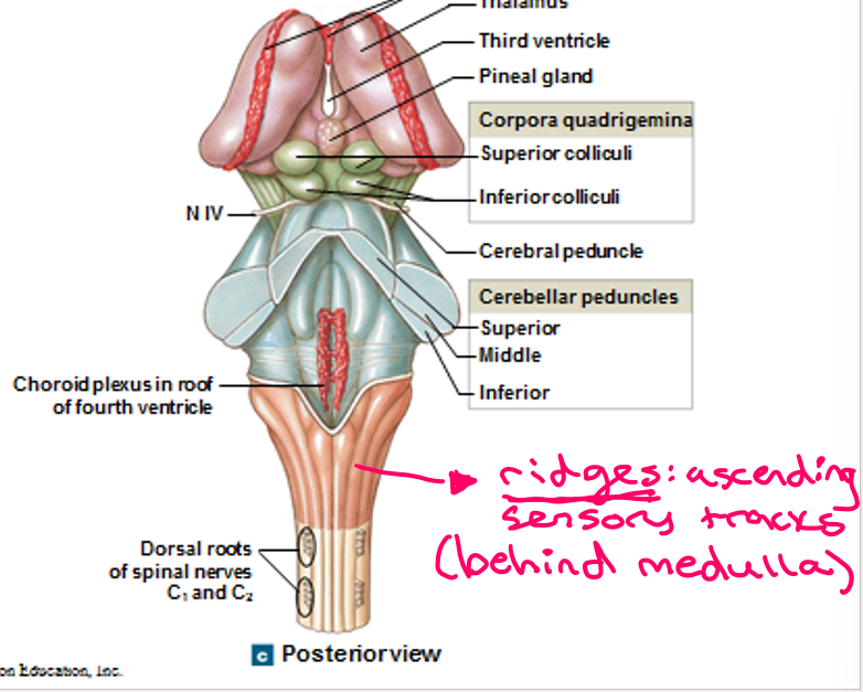 <p><u>Pyramids/decussation of pyramids</u> (descending tracts)</p><p><u>Olives </u>(somatic <u>motor </u>relay)</p><p><u>Fasiculus gracilus</u> (lateral) and <u>cuteatus </u>(medial)(<u>sensory</u>, ascending tract)</p><p><u>Inferior cerebeller peduncle</u> (fibers that connect medulla to cerebellum)</p>