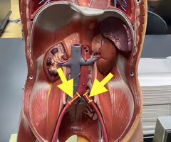<p>Identify the blood vessel.</p>