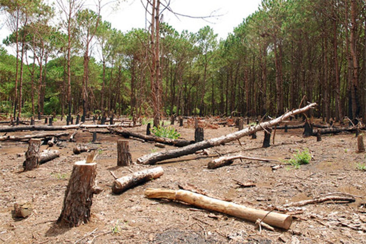 <p>Forest clearance increases light levels</p>