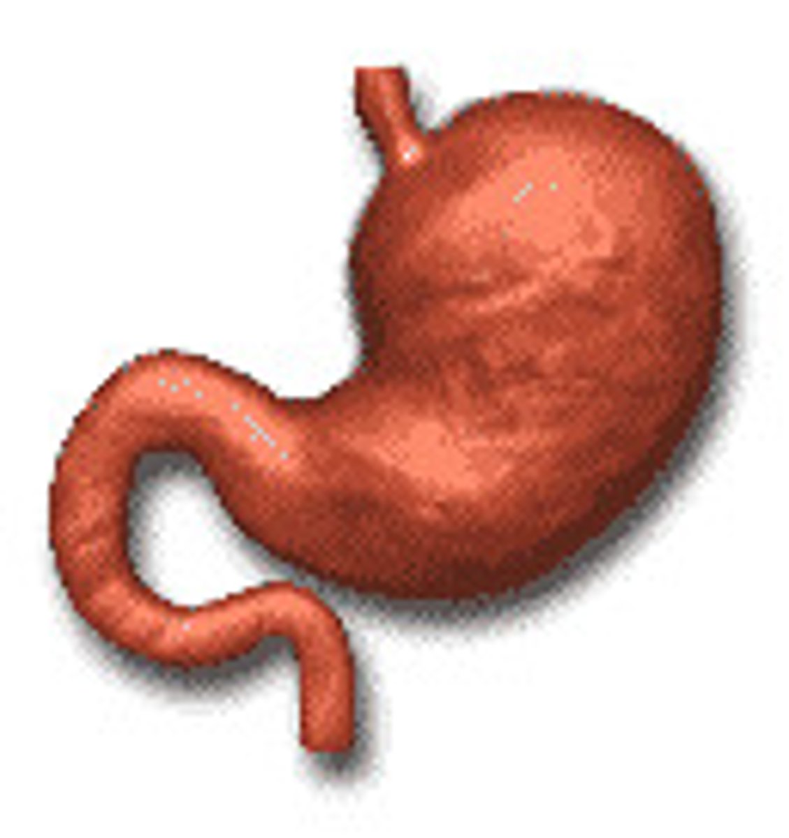 <p>stomach</p>