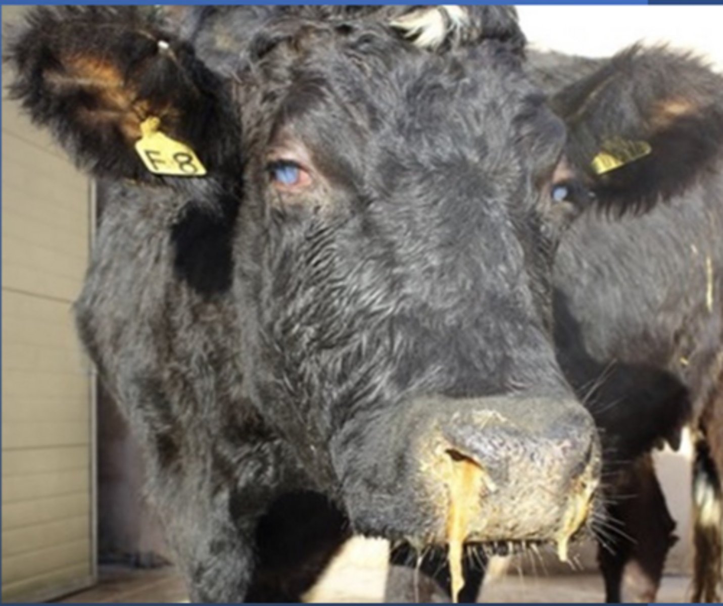 <p>A cow presents with rhinitis, tracheitis, pyrexia, and bilateral conjunctivitis with corneal opacity. What do you think is happening here?</p>