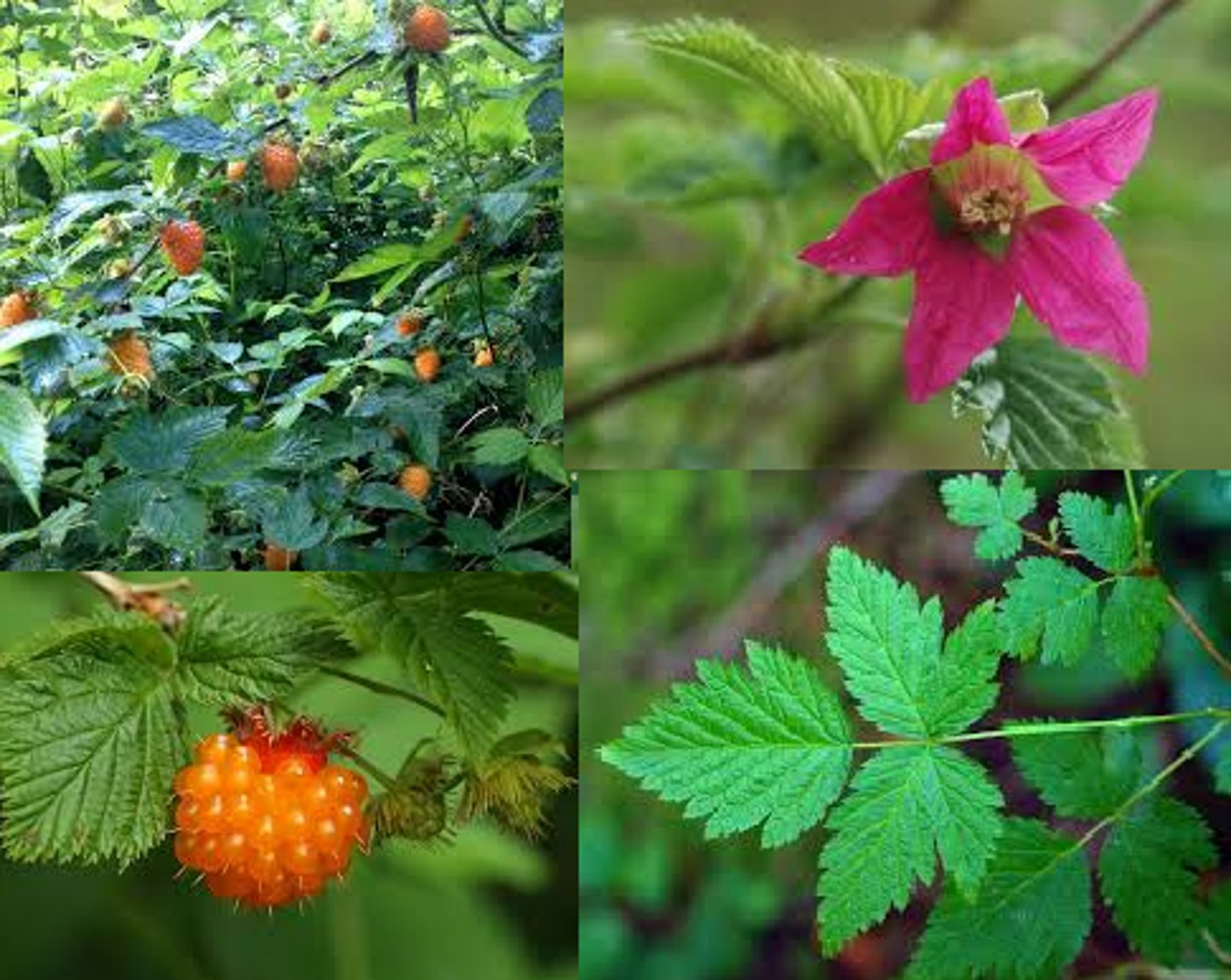 <p>"colonel sanders" leaves, small ovate leaves branching under larger leading leaf. All doubly serrated with prominent veining. Upper growth is thorned, lower growth is not. Berries are yellow to red in colour with a "fanned" collar. Berries are raspberry shaped.</p>
