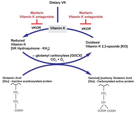 <p>• Factors mainly synthesised in the liver </p><p>• Circulate in inactive form </p><p>• Most are serine proteases except TF, FV, FVIII (all glycoproteins) and FXIII (transglutaminase)</p><p>• Vitamin K (fat soluble vitamin found in leafy greens) is an essential factor for</p><p>gamma -glutamyl carboxylase which adds a carboxyl group to glutamic acid (Gla)</p><p>residues on FII, FVII, FIX and FX</p><p>• Vitamin K is regenerated by VKOR (Vit K epoxide reductase)</p><p>• VKOR is a target of warfarin</p>